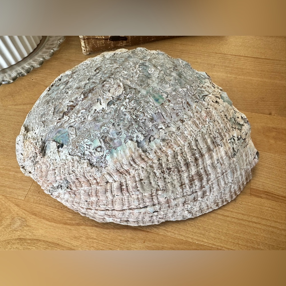 Large Abalone Shell Dish - Picture 12 of 15